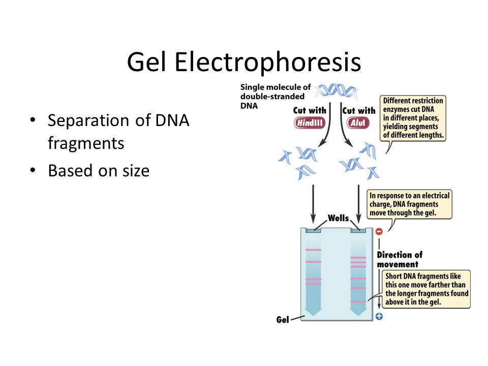 Agarose Gel Electrophoresis for the Separation of DNA Fragments